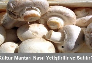 Kültür Mantarı